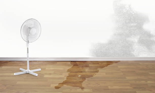 Best Flood damage cleanup  in Whitfield, FL
